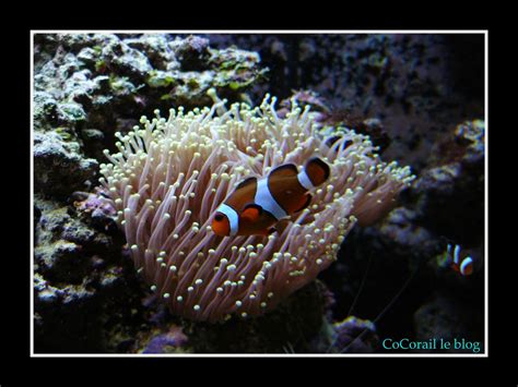 Cocorail Le Blog Poisson Clown Trois Bandes Amphiprion Occelaris