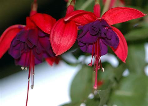 Fuchsia Two Flowers Bud Beautiful Flowers Fuchsia Moon Flower