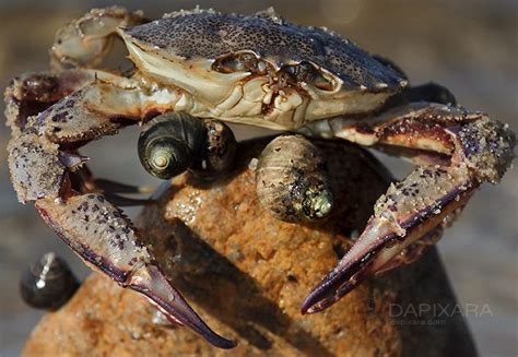 Cape Cod Bay Atlantic Rock Crab Cape Cod Bay Cape Cod Beaches Cape Cod