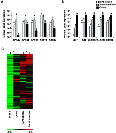 Expression Analysis of Small Intestinal Epithelial Cell Markers and ...