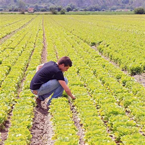 Sostegno Finanziario Ai Giovani Imprenditori Agricoli Imprudente