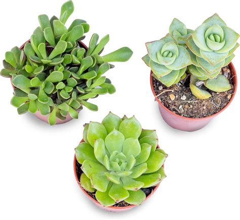 Italy Green Life 3 Piantine Grasse Vere Mini Succulenti Senza Spine