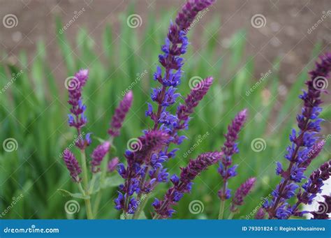 Salvia Healing Flower Vector Medical Illustration Isolated On White