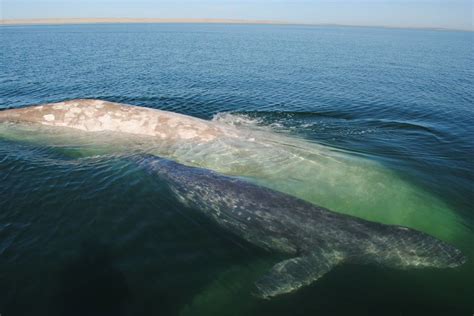 Albino Whale Video - Gallon of Milk Gray Whale