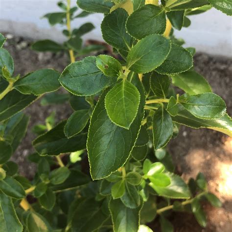 identification - What is this evergreen plant? - Gardening ...