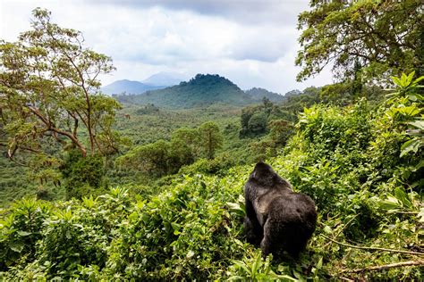 Rwanda Gorilla Trekking in Volcanoes National Park | Ker & Downey