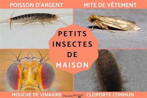 Insectes Volants Maison Photos Home Alqu