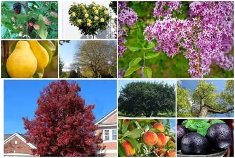 Usda Zone 4 Where Is It What To Plant Tips To Success