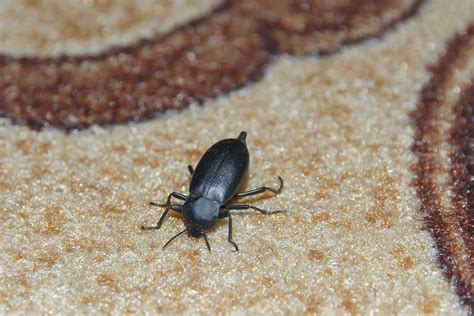 What Does A Carpet Beetle Look Like Storables