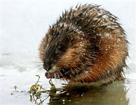 Muskrat Dinner 101 Everything You Need To Know About Old Nj