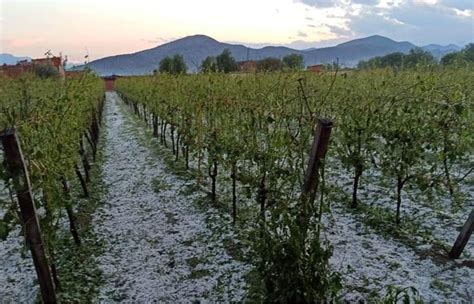 GRANIZADA CAUSA PÉRDIDA DE CULTIVOS AGRÍCOLAS EN COMUNIDADES DE TARIJA