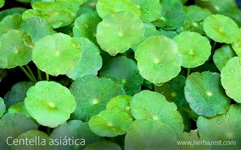 Centella Asiatica Planta Cultivo Edu Svet Gob Gt