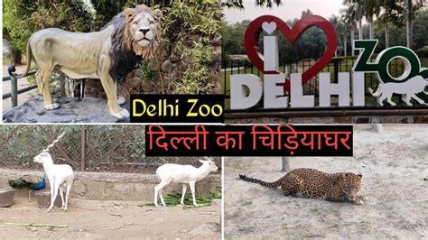 दिल्ली का चिड़ियाघर Delhi Zoo Full Tour Youtube