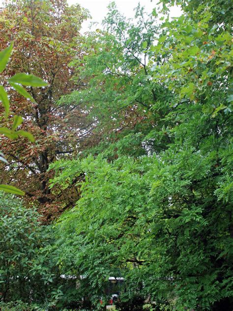 Gleditsia Caspica Desf Loki Schmidt Garten Botanische Flickr