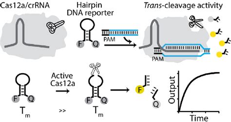 [pdf] Enhancement Of Crispr Cas12a Trans Cleavage Activity Using Hairpin Dna Reporters