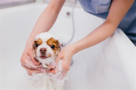 犬のトリミングの料金・頻度目安 子犬のトリミングは3カ月から｜みんなのブリーダー