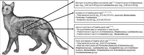 Duodenum Jejunum Ileum Cat