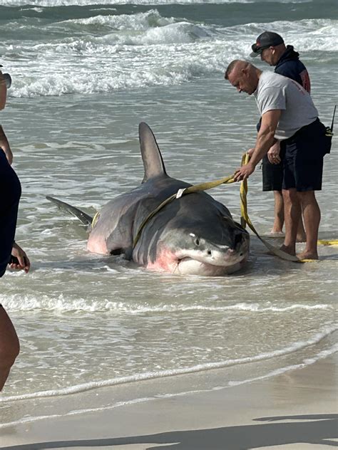 Great white shark washes up on Navarre Beach — dead and pregnant