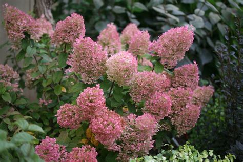 Bobo® Panicle Hydrangea Hydrangea Paniculata Images Proven Winners