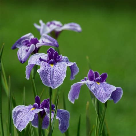 Where To Place Japanese Iris In Feng Shui Characteristics