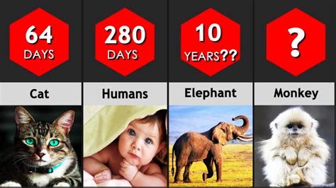 Animal Comparison: Longest Gestation Periods (Pregnancy Time) - YouTube