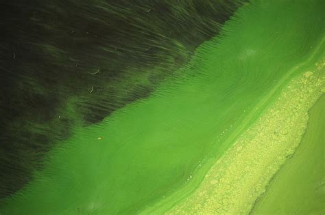 Toxic Blue Green Algae In Ponds Lakes Is Deadly To Dogs And Wildlife