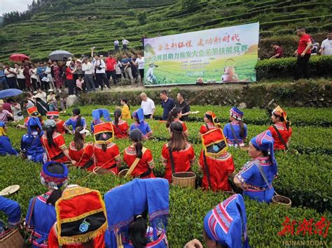 茶香四溢，汝城县农旅文化节开幕！ 郴州 新湖南