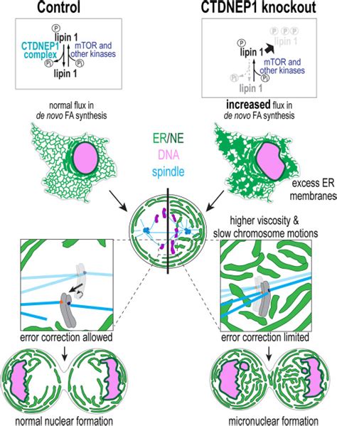 Cell Cycle Regulation Of ER Membrane Biogenesis Protects Against