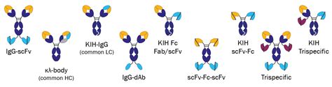 Top 55 Of Knob Into Hole Antibody Ucha23