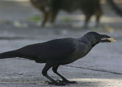 Watch Crows In Sweden Are Trained To Pick Up Cigarette Butts Tvmnewsmt