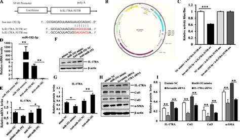 The Verification Of Targeted Regulatory Relationship Between MiR 192 5p