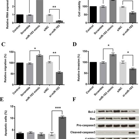 Mir Promoted Viability Migration And Invasion And Its Knockdown