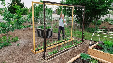 This Method Of Trellising Tomatoes Is A Game Changer Youtube