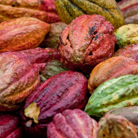 Cambio Climático Y Su Impacto En El Cultivo De Cacao Del Monte Ag