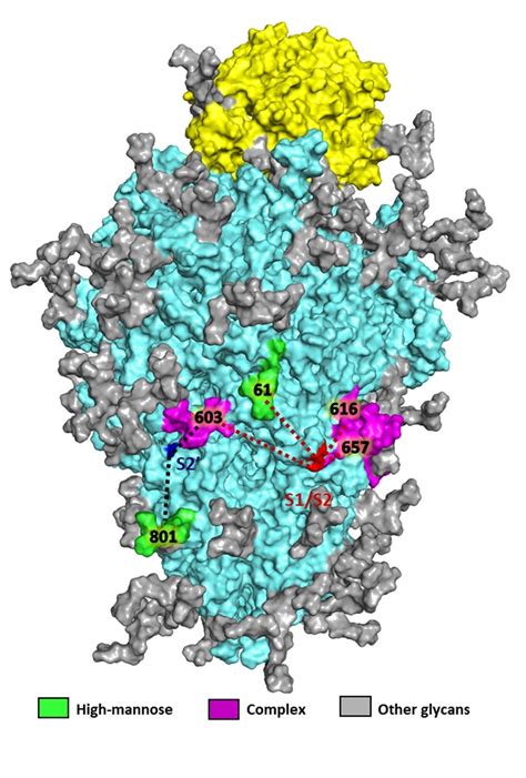 Study Often Overlooked Molecules Called Glycans Regulate Covid