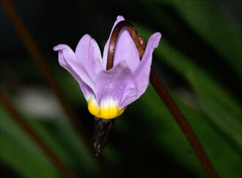 Dodecatheon alpinum