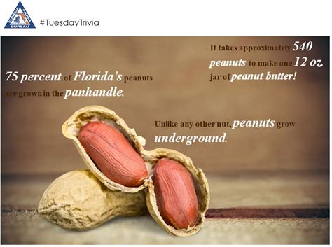 Florida Peanuts Trivia Florida Agriculture Florida