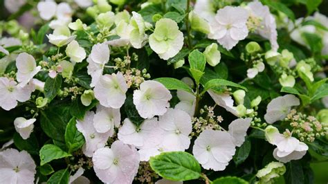 Best garden shrubs: 10 varieties to plant in your yard | Gardeningetc