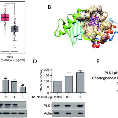 Chaetoglobosin E Exerted Its Anti Tumor Effect By Targeting Plk A