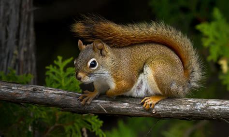 Red Pine Squirrel Photograph