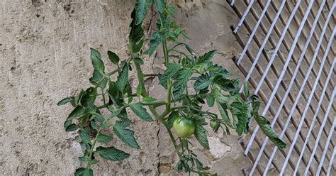 Faire Pousser Des Tomates Suspendues Plantes Et Jardins Conseils En