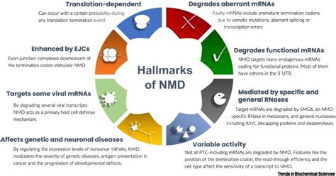 The Hallmarks Of Mammalian Nonsense Mediated Mrna Decay Nmd