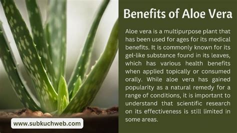 The Benefits Of Aloe Vera And Its Side Effects