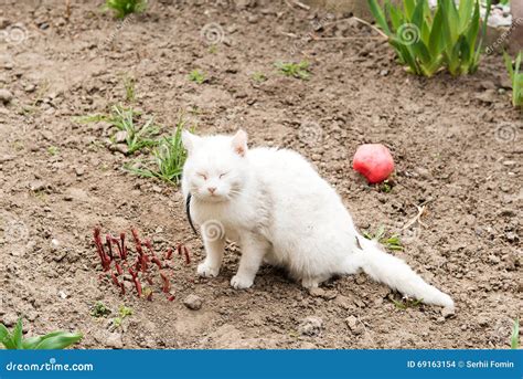 White Cat Playing With A Ball In The Garden Flea Collars Stock Photo