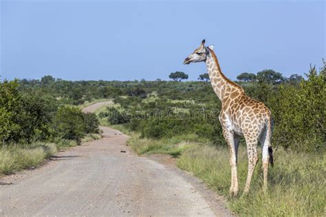 Yrafa W Parku Narodowym Kruger W Po Udniowej Afryce Obraz Stock