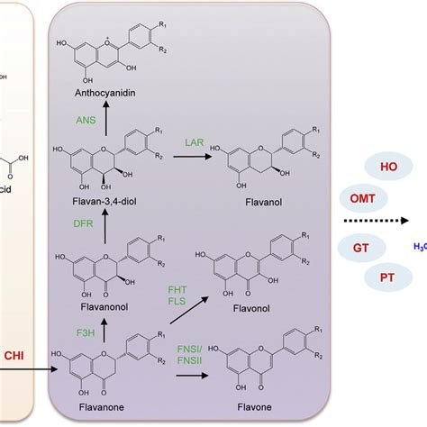 The Flavonoid Biosynthesis Pathway In Plants The Enzymes Marked In Download Scientific Diagram