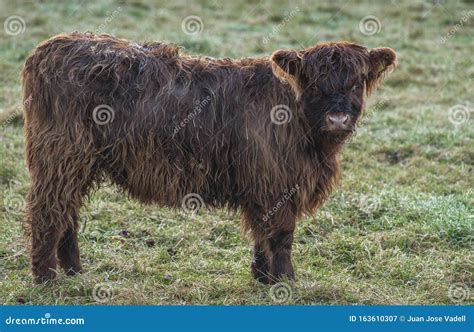 Scottish Highland Cow in Its Natural Habitat Stock Image - Image of cattle, hair: 163610307