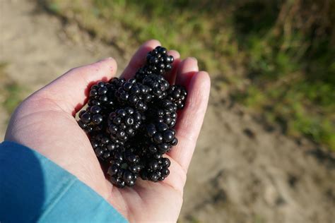 Berry Blackberry Blackberries - Free photo on Pixabay - Pixabay