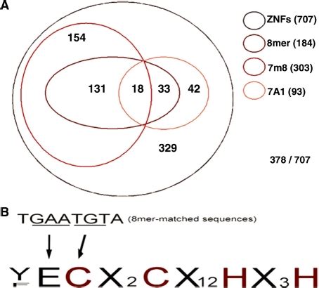 The MiR 181a Seed Matched Sites In The Coding Regions Of ZNFs A The