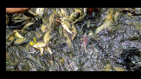 Amazing Cast Net Fish Catching Small Size Rohu Fish Unique Fishing